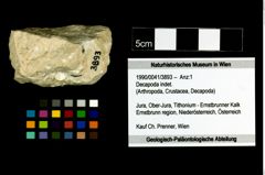 Foto (Objekt + Etikett) von Decapoda indet.  (NHMW-GEO-1990-0041-3893)